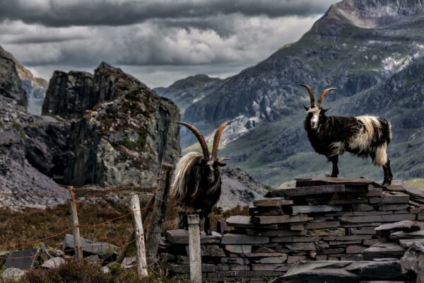 Mountain Goats Snowdonia