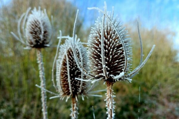 Teasels in the frost | Maes Mynan Park | North Wales