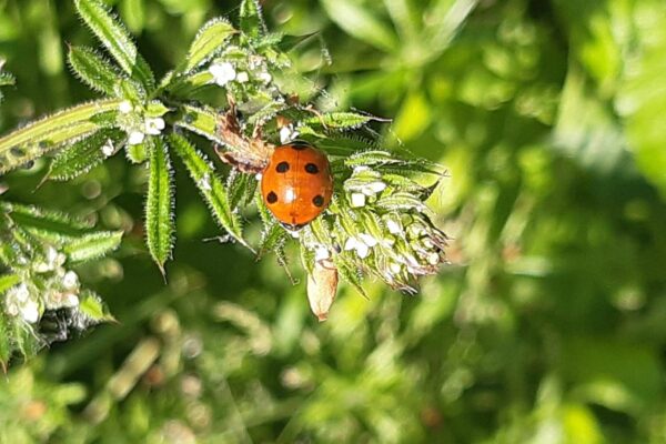 Ladybird at Maes Mynan Park | Holiday Homes For Sale | North Wales