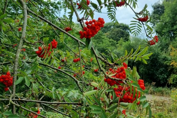 Rowan Berries | Maes Mynan Holiday Park | North Wales