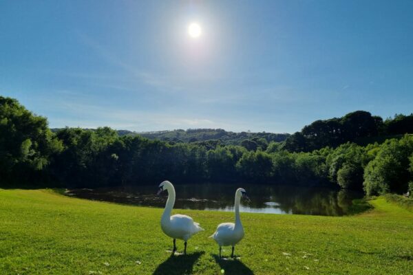 Pair of swans | Maes Mynan Holiday Park | North Wales