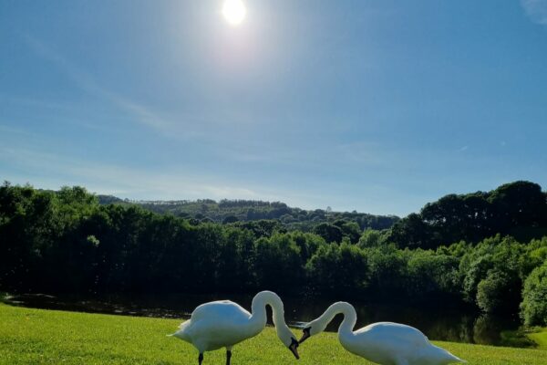 Swans at Maes Mynan Park | North Wales | Holiday Homes For Sale