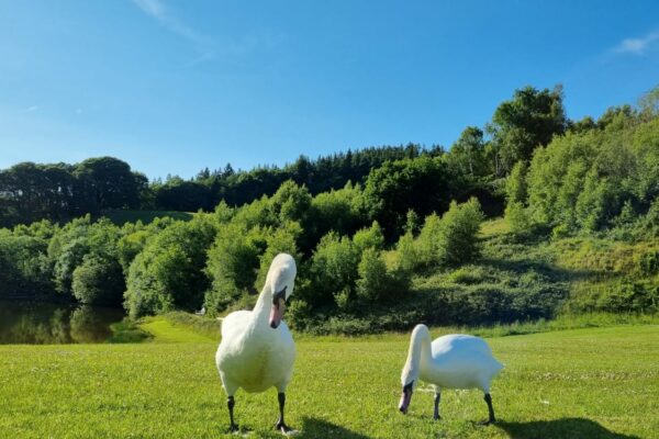 Swans at Maes Mynan Holiday Park | Holiday Homes For Sale | North Wales