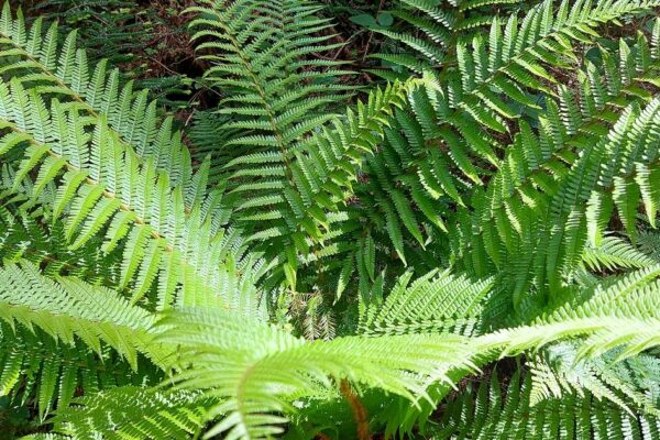 Ferns | Countryside Holiday Park | North Wales