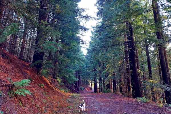 Woodland walks | Dog friendly holiday park | North Wales