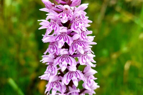 Bee Orchid at Maes Mynan Park