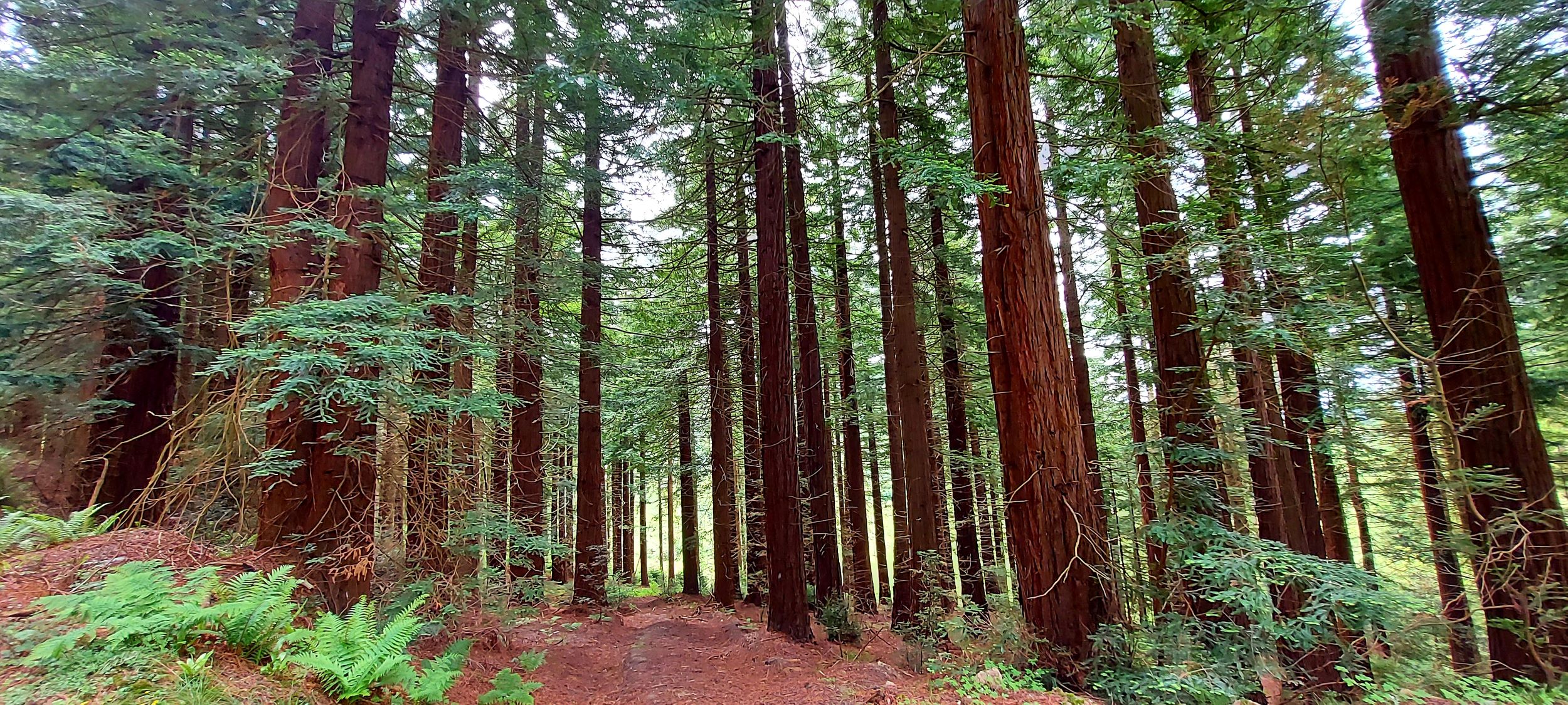 Sequoia woodland at Maes Mynan Holiday Park in North Wales | Holiday Homes For Sale | Tranquil, Nature Inspiring Location