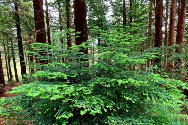 Sequoia Woodland at Maes Mynan Park - North Wales