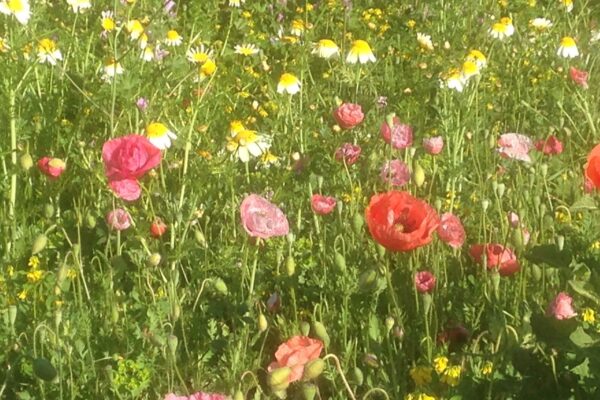 blog pic poppies