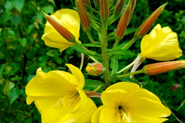 wild flowers of wales
