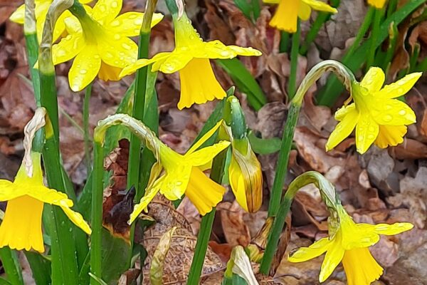 St Davids Day - Daffodil - North Wales