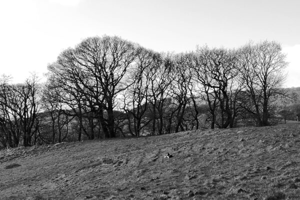 Oak Trees | Maes Mynan Park | North Wales