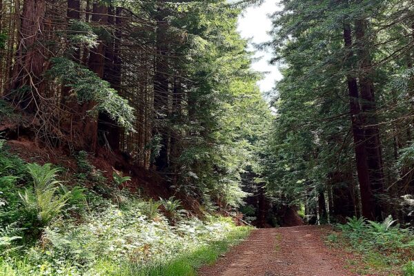 Woodland pathways reached via Maes Mynan Park