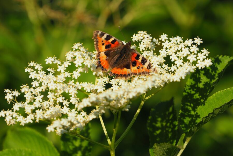Elderflower | Immunity Boost | Nature | Maes Mynan Holiday Park | North Wales