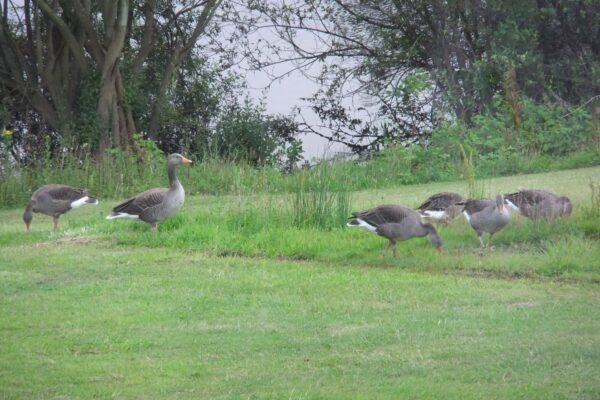 Greylag Geese - Maes Mynan Park