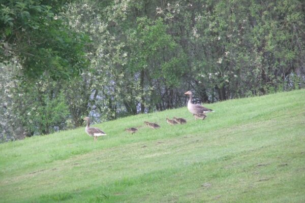 Greylag Geese and Goslings - Maes Mynan Park