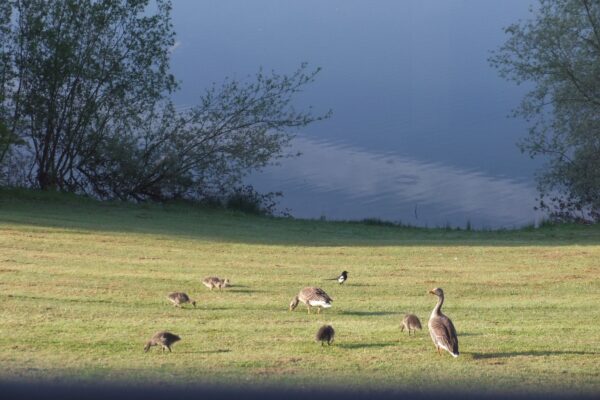 Greylag Geese and Goslings - Maes Mynan Park - Lodges For Sale- North Wales