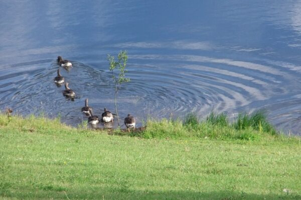 Greylag Geese on Maes Mynan Park Lake - Holiday Homes For Sale