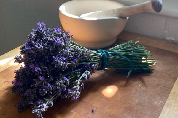 Lavender | Nature's Calming Aid | Maes Mynan Holiday Park | North Wales
