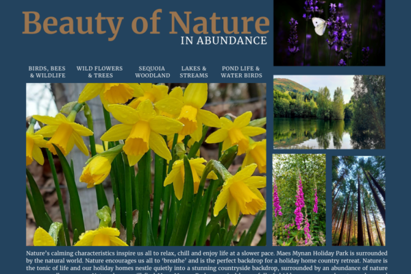 North Wales Countryside Holiday Park | Nature Inspired holiday home ownership | Maes Mynan Holiday Park