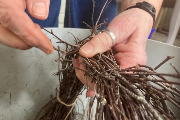 Foraged silver birch twigs for Spring Easter Wreath at Maes Mynan Holiday Park | North Wales