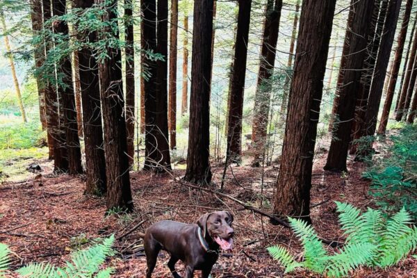 Dog friendly Holiday Park | Giant Redwoods | Woodland Walk at Maes Mynan Holiday Park in North Wales