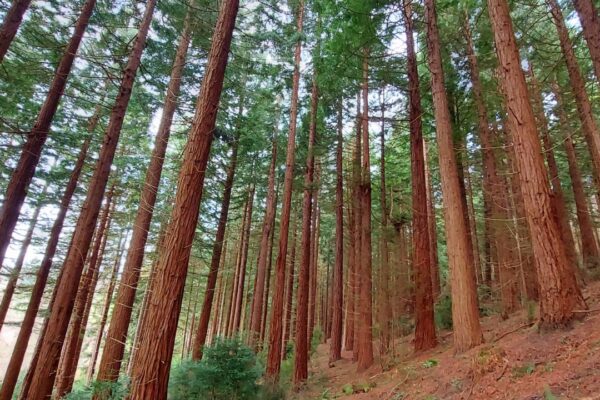 Sequoia semperviren woodland at Maes Mynan Holiday Park in North Wales