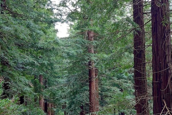 Sequoia sempervirens Woodland at Maes Mynan Holiday Park in North Wales