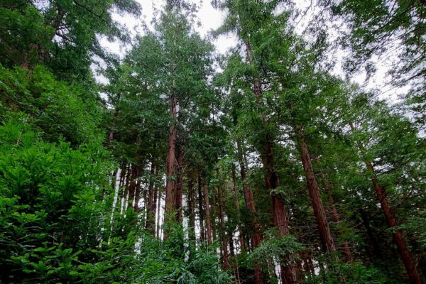 Magical Private Sequoia Woodland Grove Open to Maes Mynan Park Holiday Homeowners & Their Guests