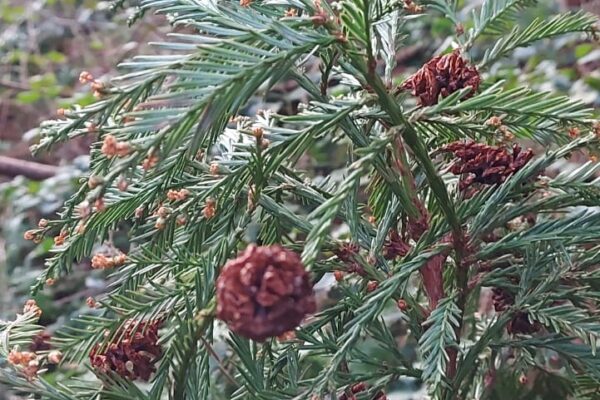 Sequoia sempervirens cones at Maes Mynan HolidayPark in North Wales