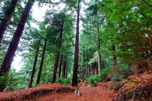 Autumnal colours in the Sequoias wood at Maes Mynan Park in North Wales