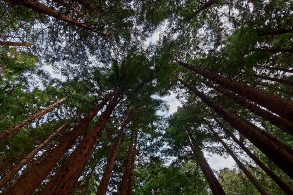 Sequoia Redwoods | Maes Mynan Holiday Park | North Wales