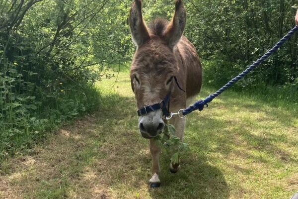 Moel Famau Donkeys | Adventure Days | Countryside Walks with Miniature Donkeys | Book your experience day