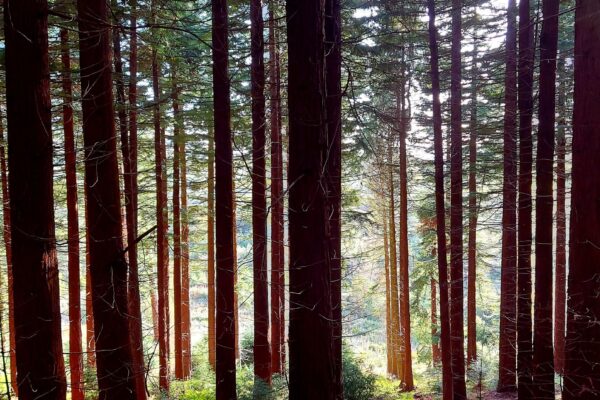 sequoia woodland to explore, maes mynan park, holiday home ownership