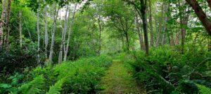 acres of woodland to explore at Maes Mynan Park