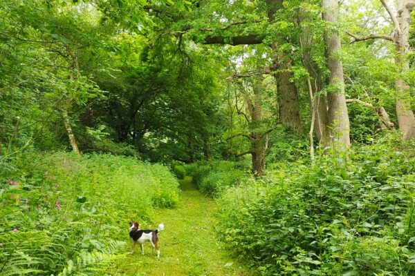 dog friendly holiday park, north wales, holidayhomes, lodges and cabins for sale