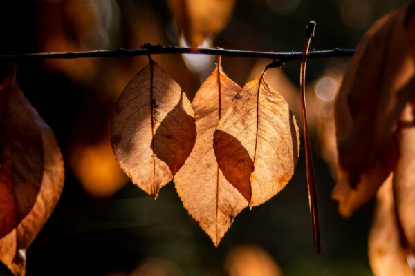 Autumn Glow - Beech Leaves | Maes Mynan Park | North Wales