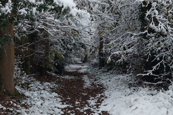 into the woods we go - maes mynan park