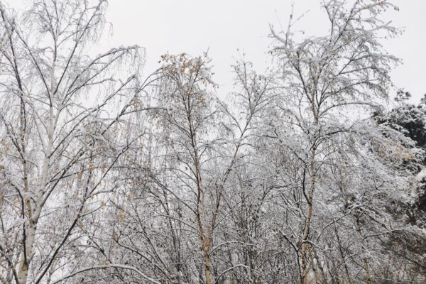 snow trees maes mynan 2024 nov