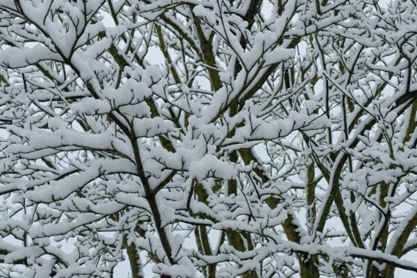 trees maes mynan woods