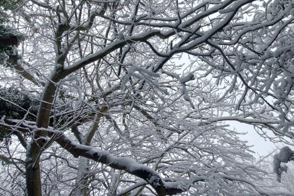 winter trees at maes mynan holiday park