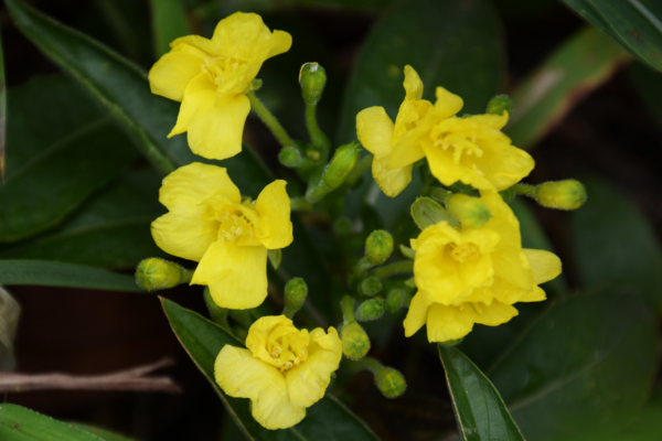 evening primrose