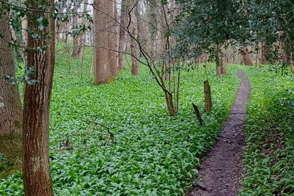 woodland walks maes mynan park