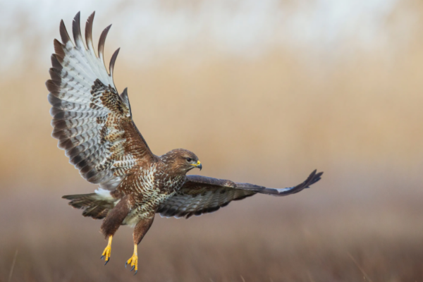 Buzzards at Maes Mynan Holiday Park | North Wales | Countryside Holiday Parks