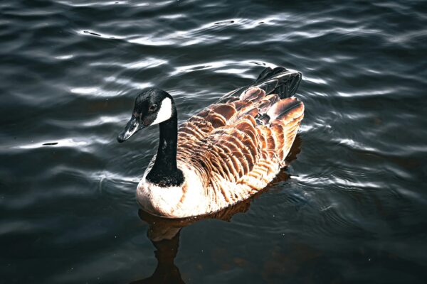 Canadian Geese at Maes Mynan Holiday Park | Lakeside Lodges For Sale | North Wales