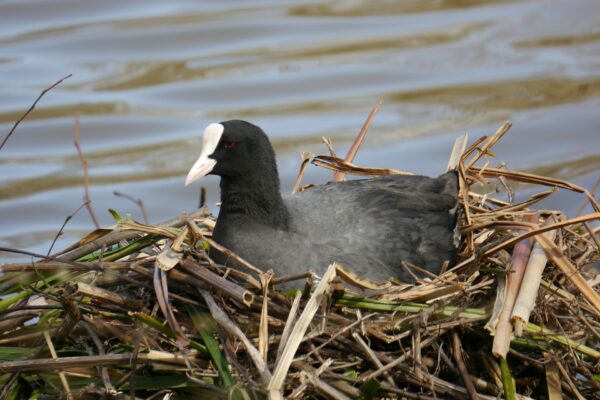 Lakeside Holiday Homes at Maes Mynan Holiday Park | North Wales | Coots