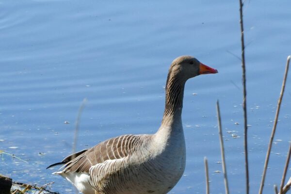 Lakeside Holiday Homes For Sale at Maes Mynan Park | Greylag Geese | North Wales