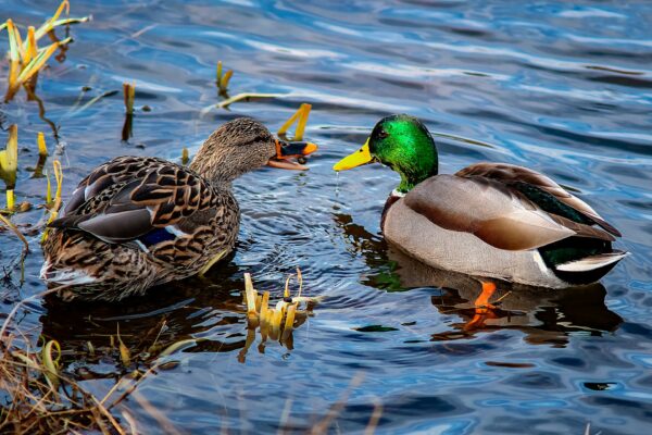 Mallard Ducks at Maes Mynan Park