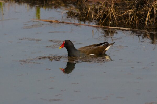 Moorhens at Maes Mynan Holiday Park in North Wales