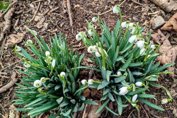 Countryside Holiday Homes For Sale at Maes Mynan Holiday Park in North Wales | Snowdrops | The Joys of Spring